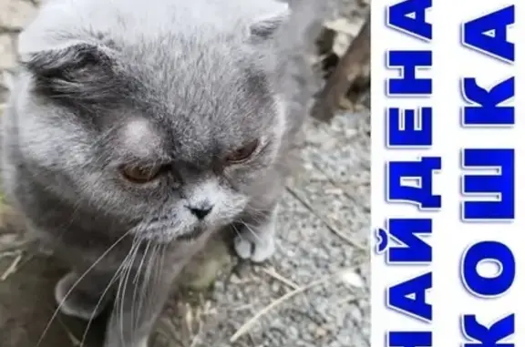 Найдена кошка в Ростове, ищем хозяина!