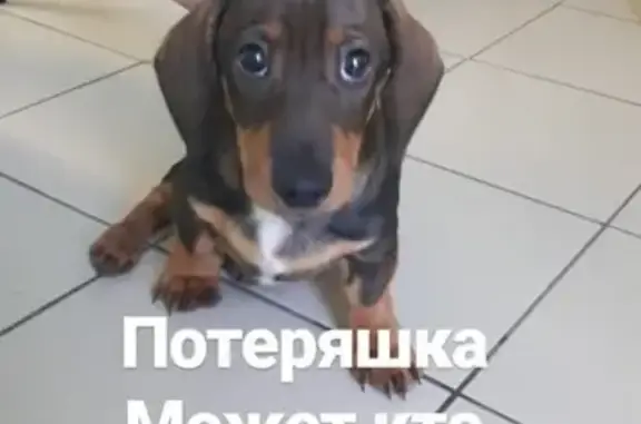 Найдена собака Потеряшка в Ульяновске, Железнодорожный район