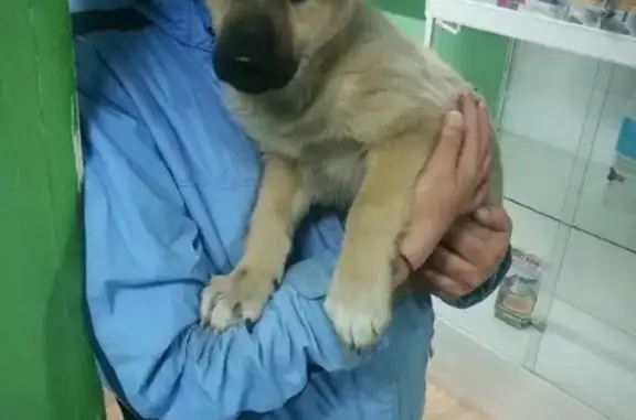 Найден щенок возле ТЦ Сфера в Ижевске