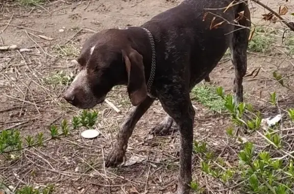 Собака найдена в Трусовском р-не, Астрахань