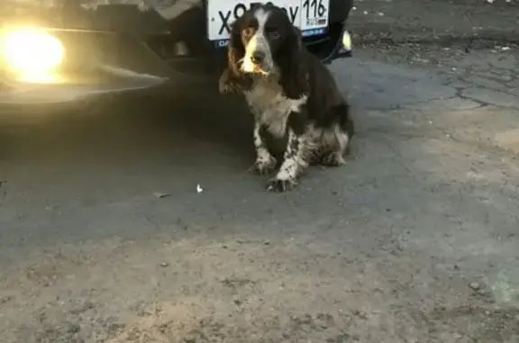 Собака-потеряшка на пр. Победы, Оренбург