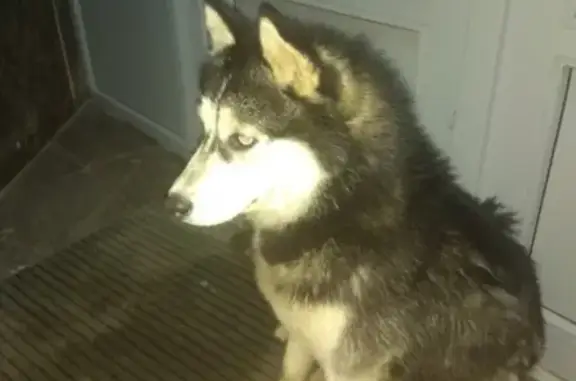 Собака найдена возле отеля 