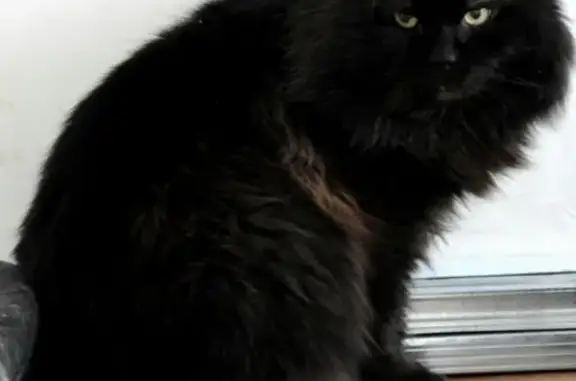 Пропала кошка Джафар в Нижегородской области, вознаграждение!