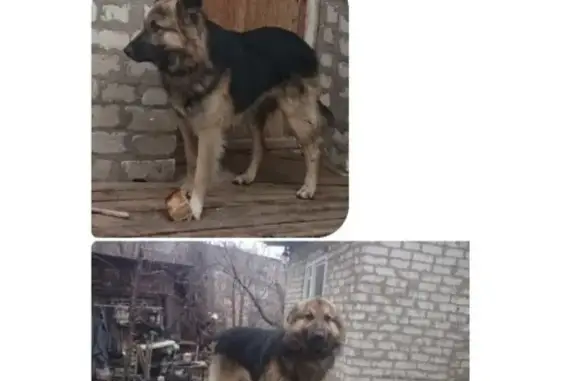 Пропала собака Чара в Камышине, помогите найти