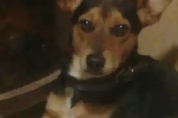 Собаки потеряшки, Великий Новгород, фото: Потеряшка собака в Великом Новгороде