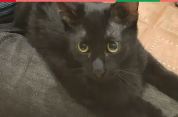 Пропала черная кошка на улице Монтклер