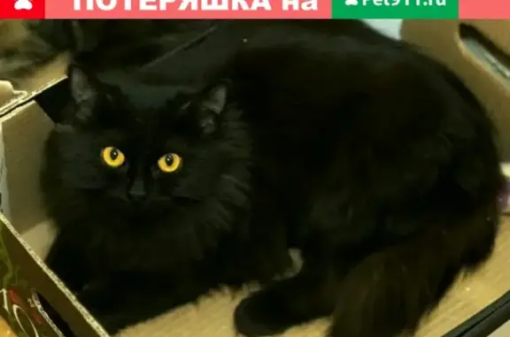 Потерян пушистый кот на ул. Саши Ковалева, Мурманск