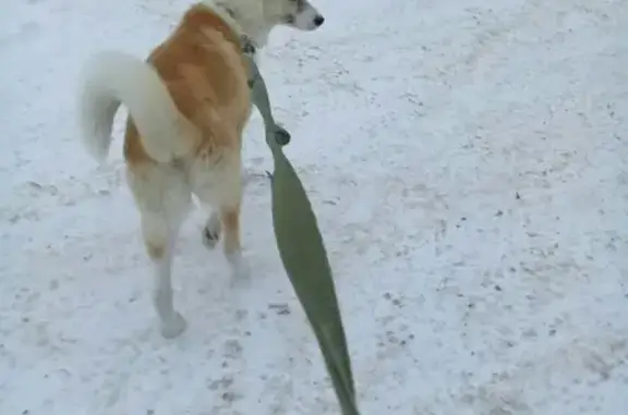 Пропала собака на Жукова 4 в Нижневартовске