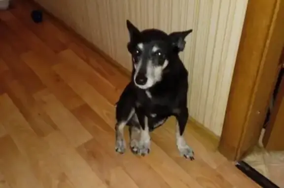 Пропала собака в Тамбове, вознаграждение! #животный_мир #находки_потери