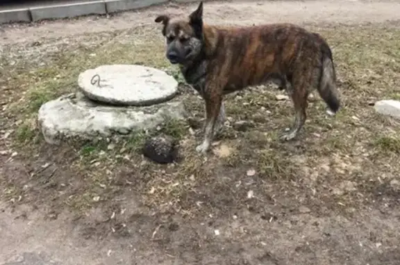 Найдена собака в Заволжском районе, ищут хозяина.