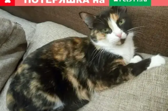 Пропала кошка Солнечногорск М.о.