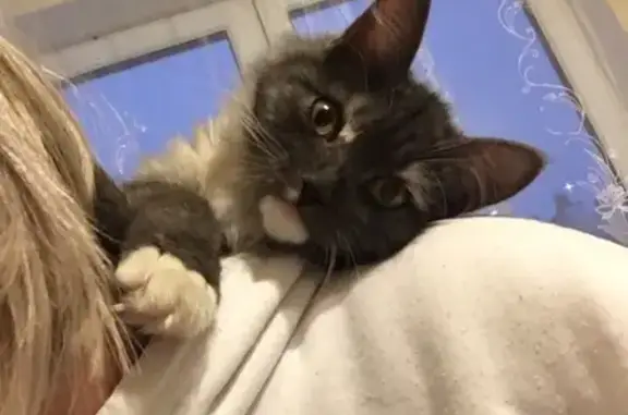 Кошки потеряшки, Прохладный, фото: Потеряшка кошка Милка в Прохладном