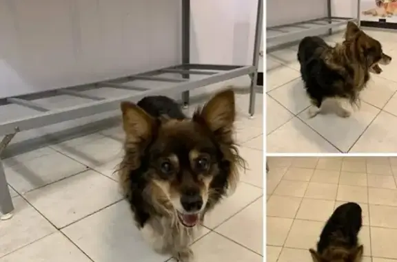Собака найдена на Севастопольском проспекте в Москве