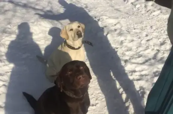 Пропала глухая собака в Новочеркасске
