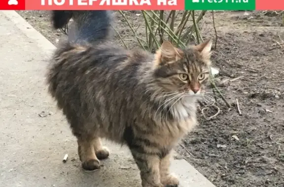 Найден кот в Санкт-Петербурге, ищет дом