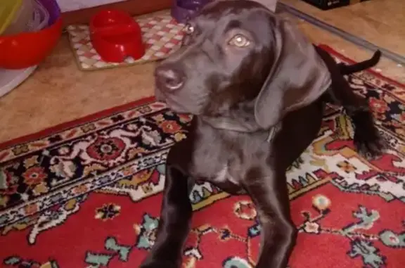 Объявления о пропавших и найденных животных, Нижний Новгород, фото: Найден щенок у школы N77 в Нижнем Новгороде