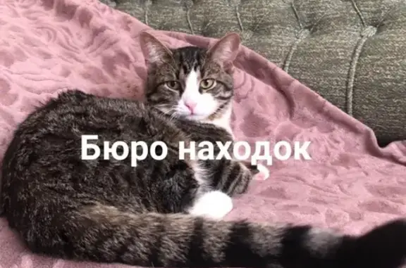 Пропал кот Мурзик на Гагарина 16 в Северодвинске