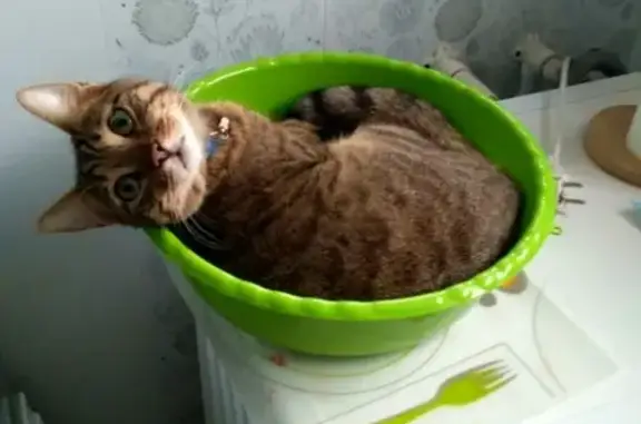 Кошки потеряшки, Оржицкое, фото: Потеряшка кот Гриша, ЛО, рядом с дер. Б. Забородье