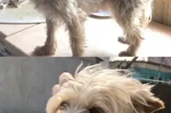 Собака найдена в Мясново, ищем хозяина.
