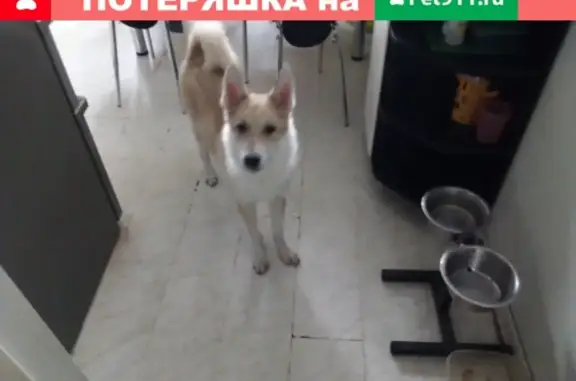 Найдена собака в Строгино, Москва https://vk.com/id445002434