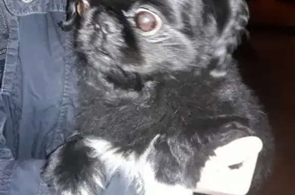 Собака найдена на Кучуры 8 в Пятигорске