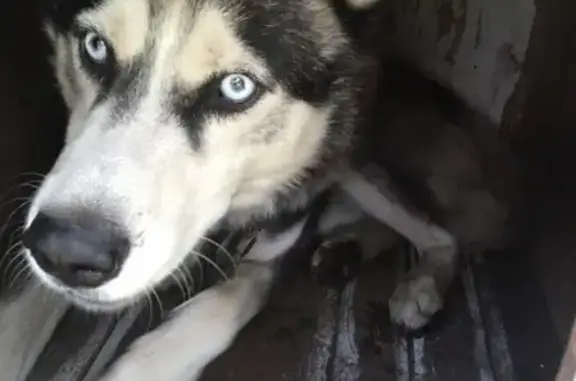 Пропала собака в районе 66 школы, Брянск