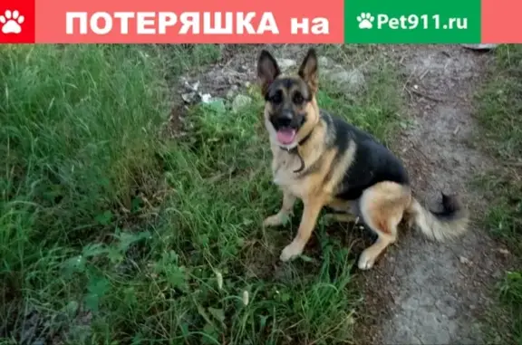 Пропала собака Рада на Красноармейской, Светогорск