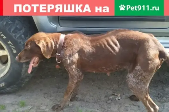 Собака найдена в Краснодаре, без клейма.