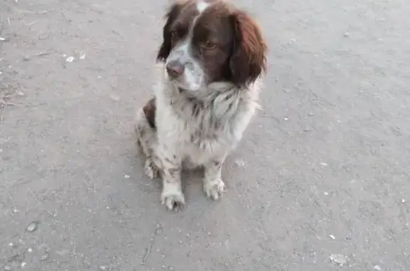Найдена собака в Железнодорожном районе Г. Чита