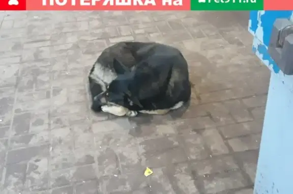 Собака найдена на Остановке Октябрьской площади, нужен хозяин!