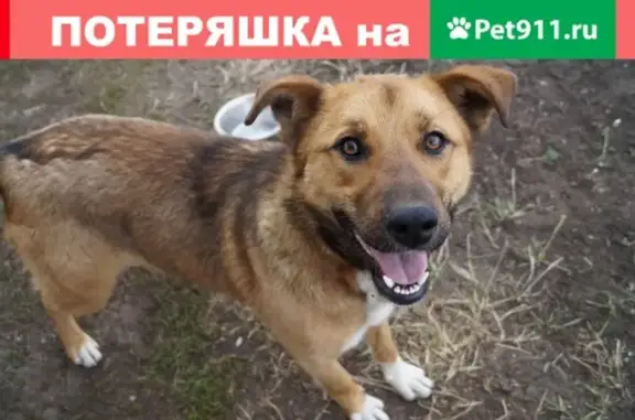 Найдена крупная собака в р-не Дубового, Белгород, с ошейником.