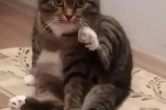 Кошки потеряшки, Новосибирск, фото: Потеряшка кот Тима в Новосибирске