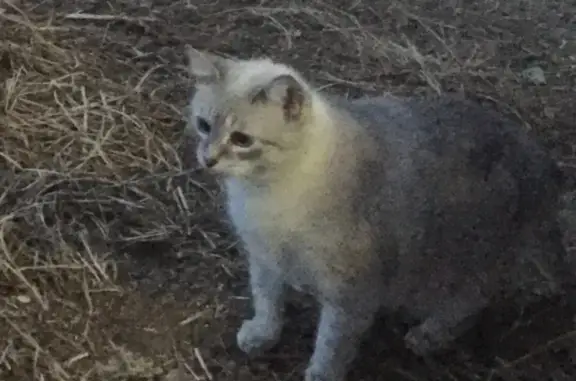 Кошки потеряшки, Хорошево, фото: Потеряшка кошка в Хорошево, Тверская обл.