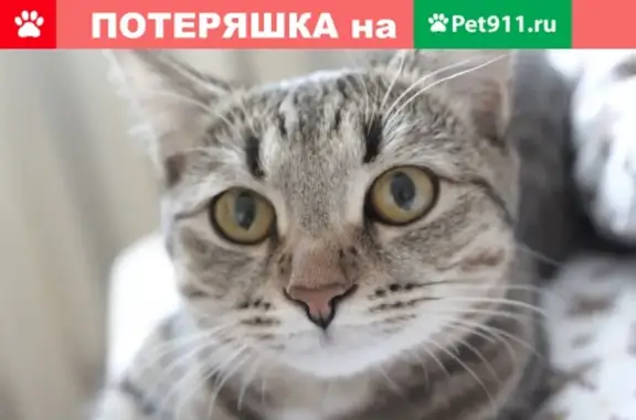 Пропала кошка Бафи в районе Кузнецкого парка (Сызрань)
