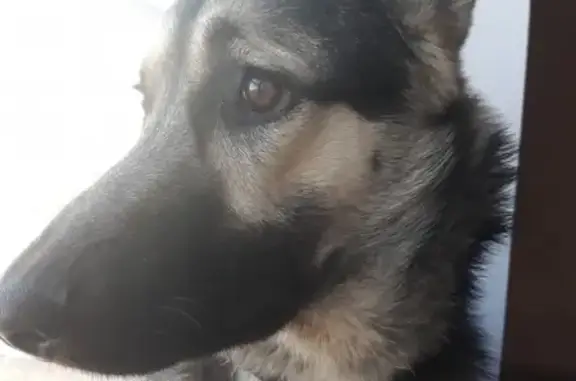 Собаки потеряшки, деревня Плетниха, фото: Потеряшка немецкая овчарка в районе Плетнихи