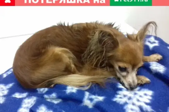Найдена собака с клеймом в Санкт-Петербурге!