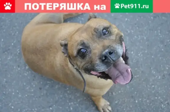 Пропала собака на ул. 9 Апреля в Калининграде