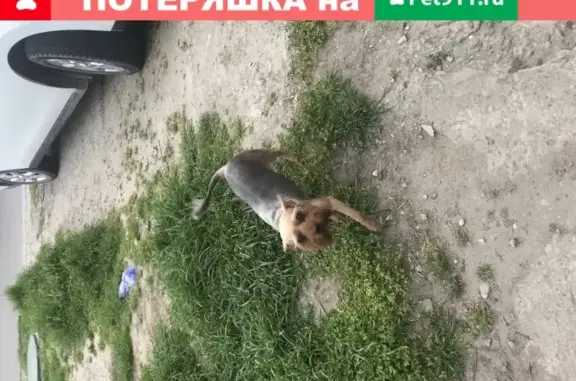 Найдена собака в Анапе