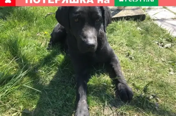 Найдена собака в Мысхако, ищем хозяина!