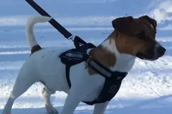 Пропала собака Джек Рассел в Пушкинском районе, СПб