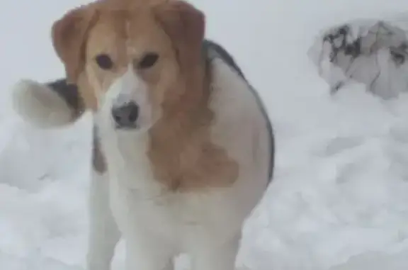 Пропала собака Герда в Егорьевске #ПЕ_потерян