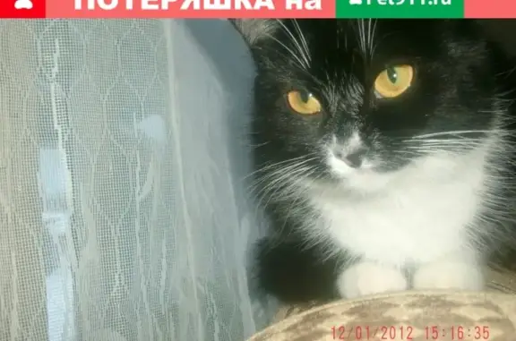 Пропала кошка Сима на улице Мелентьевой
