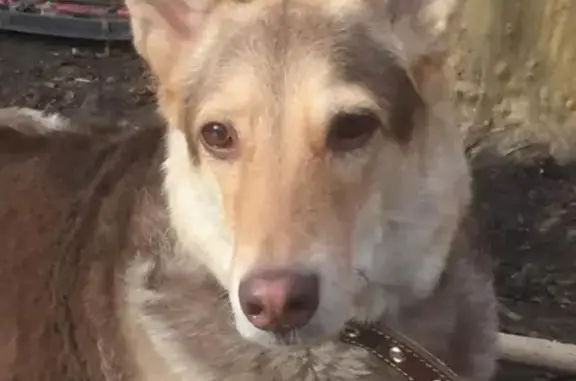 Найдена собака в Москве, ЮВАО и Подмосковье