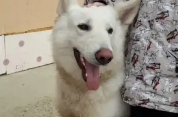 Потеряшка: Белая собака в Гражданском посёлке, Московская область
