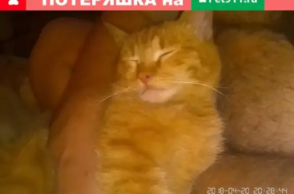 Пропала кошка в Малоярославце, ул. Мединский проезд, помогите вернуть!
