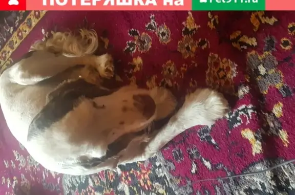 Собака Спаниель найдена в Анапе, Горгиппия Морская