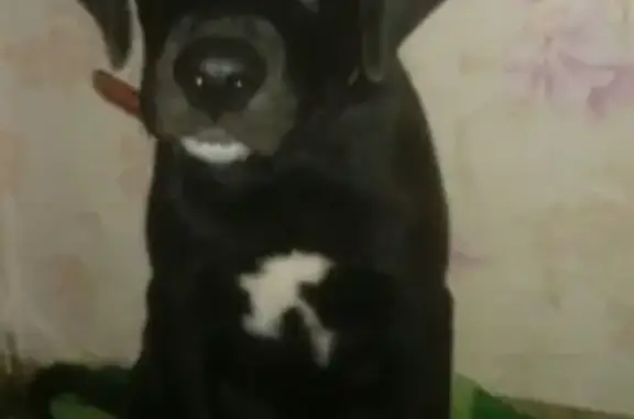 Пропала собака породы лабрадор-далматинец в Железногорске, Курская область