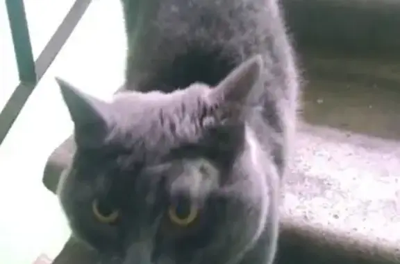 Найден британский кот с раной на голове в Усть-Куте