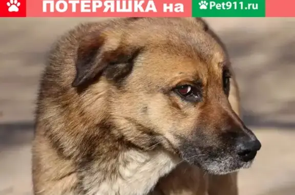 Собаки потеряшки, Новокузнецк, фото: Потеряшка собака на улице Пархоменко