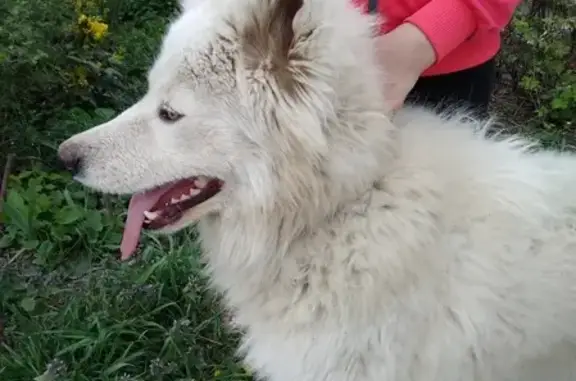 Собака Самоед найдена на Туапсинской улице, Краснодар.